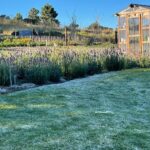 Frost May